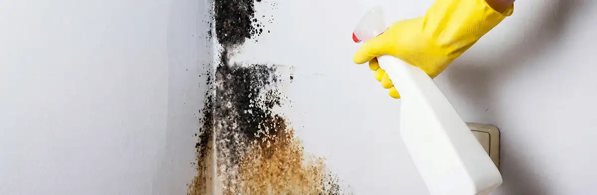 visible mold growth on an interior wall being treated during mold removal service in Albany, NY